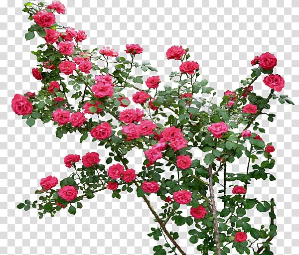 Rose Flower , climbing transparent background PNG clipart