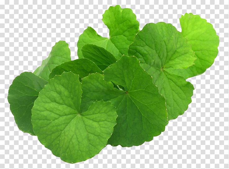 green leaves, Centella asiatica Mackinlayoideae Dietary supplement Medicinal plants, plant transparent background PNG clipart