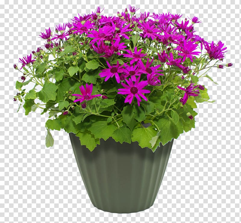 purple flower , Maharashtra Public Service Commission Flowerpot MPEG-4 Part 14, flower pot transparent background PNG clipart