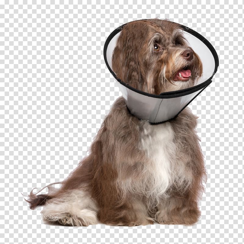 Dog breed Havanese dog Dobermann Companion dog Malinois dog, dog with collar transparent background PNG clipart