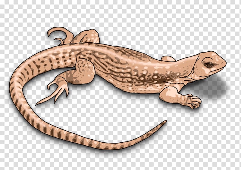 Komodo dragon Lizard , lizard transparent background PNG clipart