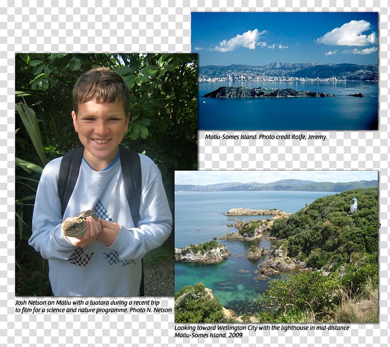 Victoria University of Wellington Matiu / Somes Island Water resources Tuatara Conservation, tumbleweed transparent background PNG clipart