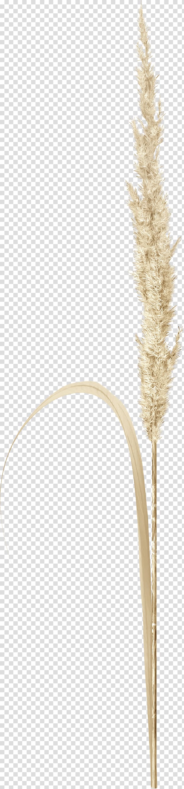 Grasses Twig Plant stem Commodity Family, Brown grass transparent background PNG clipart