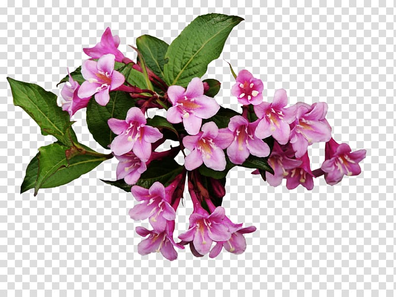 Flowering plant Flowering plant, small flowers transparent background PNG clipart