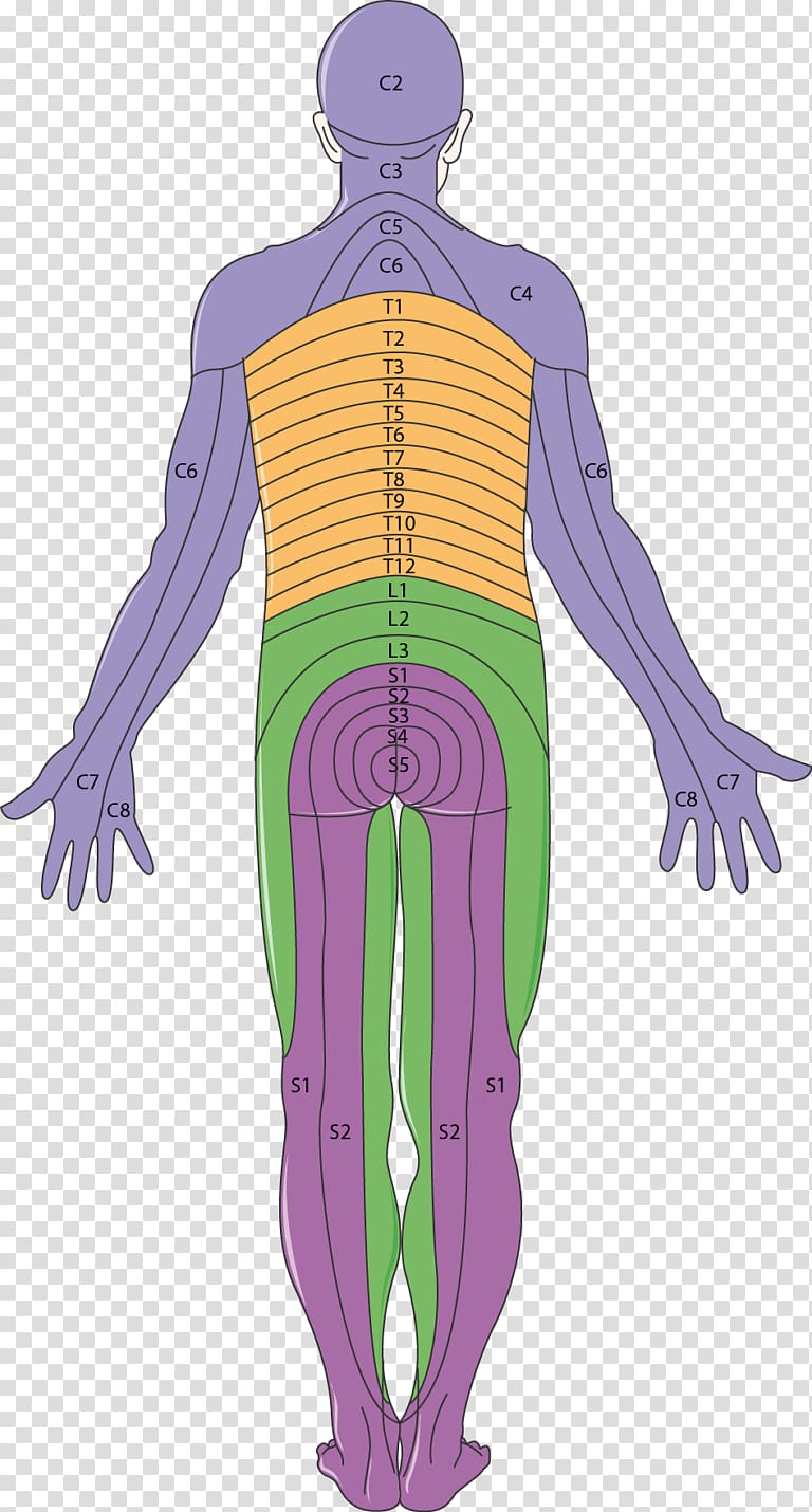 Dermatome Neurology Peripheral neuropathy Muscle Diabetic foot, central nervous system transparent background PNG clipart