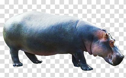 Hippo transparent background PNG clipart
