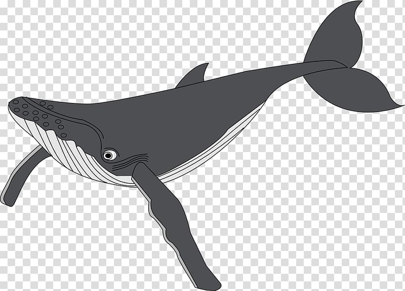 Humpback whale , Cute whale transparent background PNG clipart