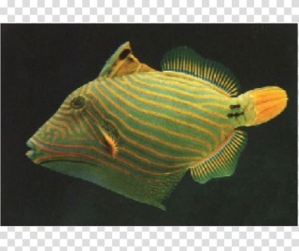 Orange-lined triggerfish Lagoon triggerfish Clown triggerfish Angelfish, seawater fish transparent background PNG clipart