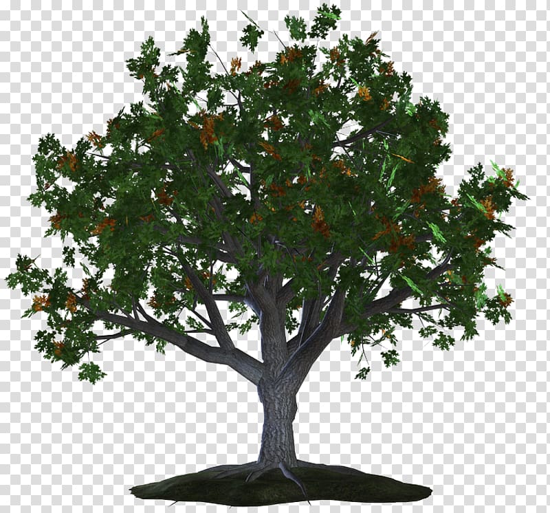 Prima Categoria Tree Girone Branch Celts, Albero transparent background PNG clipart