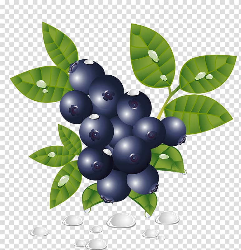 Blueberry, Blueberry fruit transparent background PNG clipart