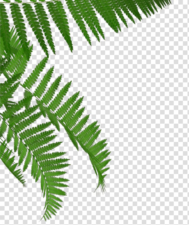 Fern Tea Tree HTTP cookie Plant stem, tea transparent background PNG clipart