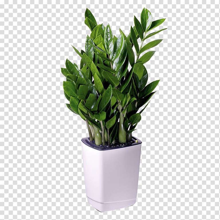 Houseplant Flowerpot Zanzibar Gem Office, pot plant transparent background PNG clipart