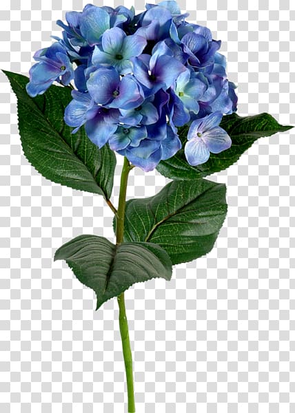 French hydrangea Blue Flower Color Green, flower transparent background PNG clipart