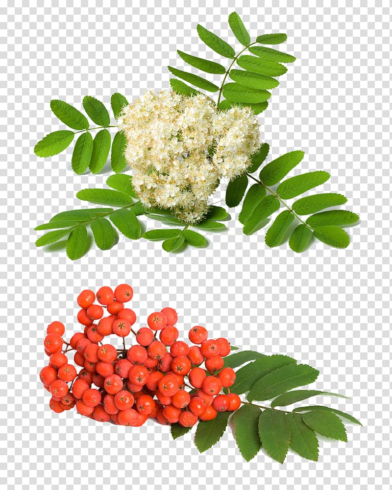 Rowan Sorbus aucuparia Sorbus domestica Fraxinus americana Sorbus aria, Green herbs transparent background PNG clipart