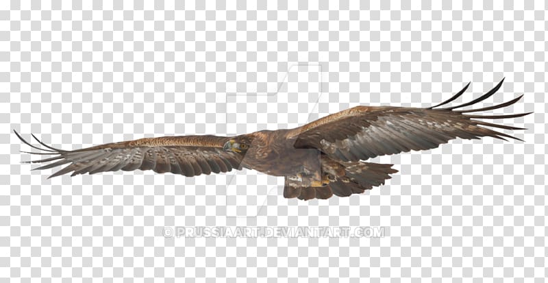 Bald eagle Bird Hawk Golden eagle, ink eagle transparent background PNG clipart