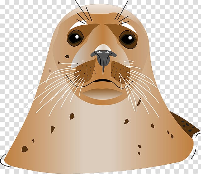 Harbor seal transparent background PNG clipart