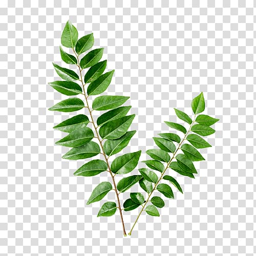 green leafed plant illustration, Curry tree Flavor Health Organic food, leaves plant transparent background PNG clipart