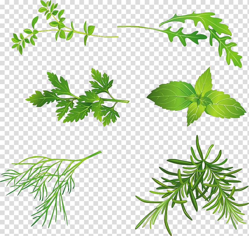 Herb Mints Coriander Basil Peppermint, plant transparent background PNG clipart