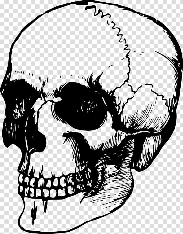 Skull Human skeleton Head Drawing, Skull Rose transparent background PNG clipart