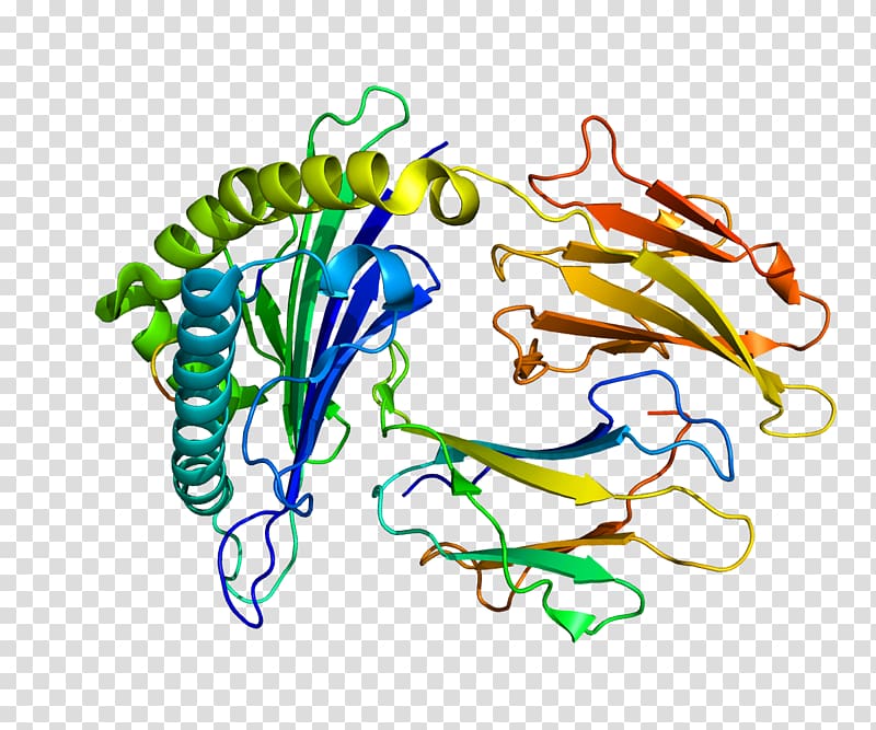 IRS2 Insulin receptor substrate Protein Gene, others transparent background PNG clipart
