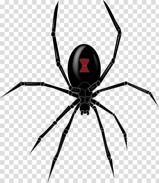 Spider Western black widow Southern black widow , spider transparent background PNG clipart