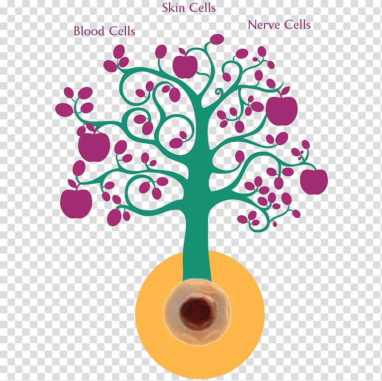 The Stem Cell Debate Cord blood Stem cell controversy, doctor\'s transparent background PNG clipart