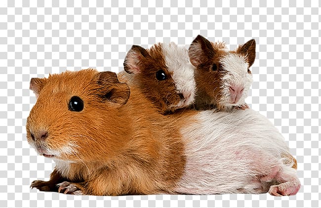 Guinea pig Mouse Rodent Hamster, Guinea Pigs transparent background PNG clipart