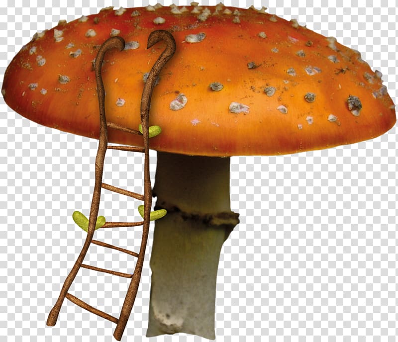 Edible mushroom , Hand drawn cartoon fairy-tale world of mushrooms transparent background PNG clipart