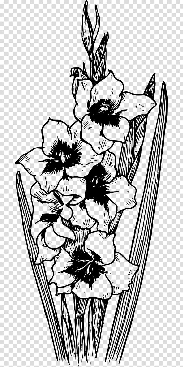 Coloring book Drawing Gladiolus communis , botany transparent background PNG clipart