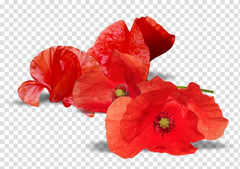 Common poppy Flower Remembrance poppy , verbascum thapsus flower transparent background PNG clipart