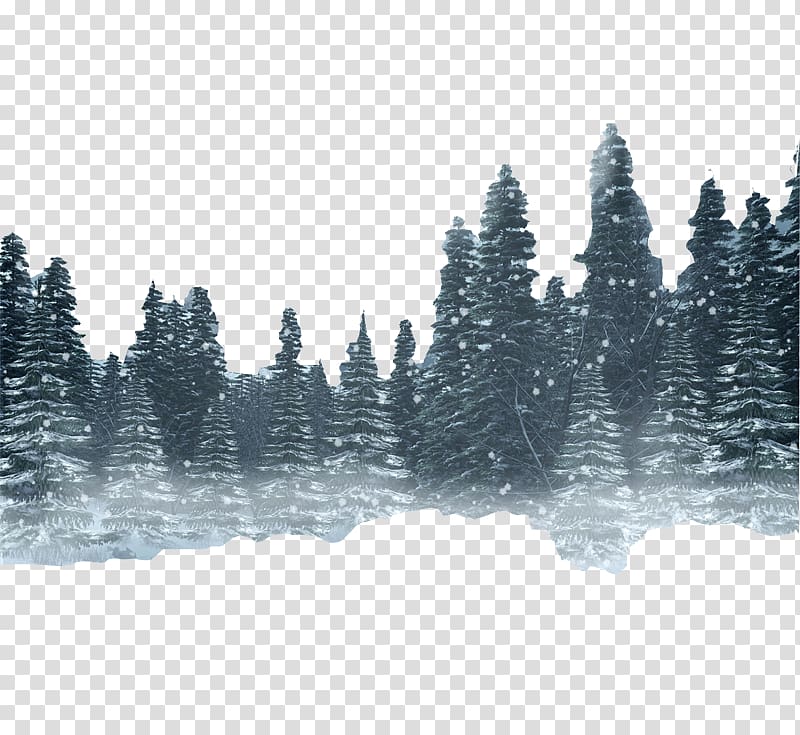 Conifer Tree Illustration Snow Forest Winter Forest Transparent Background Png Clipart Hiclipart