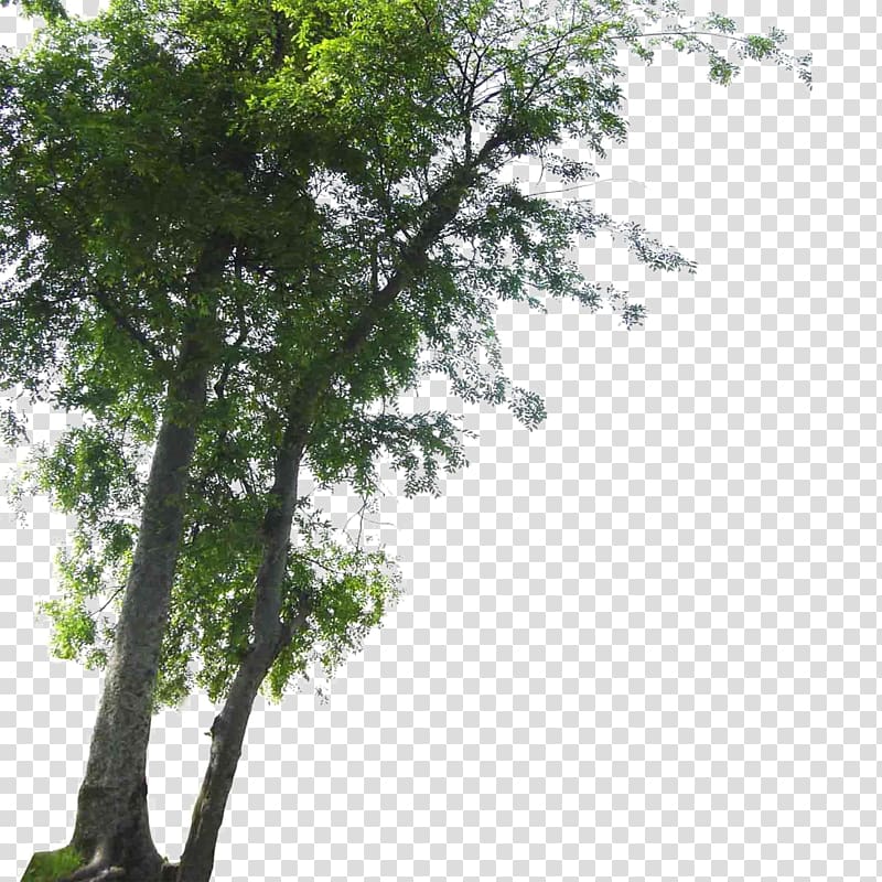 green tree , Tree Landscape, Landscape foreground tree transparent background PNG clipart