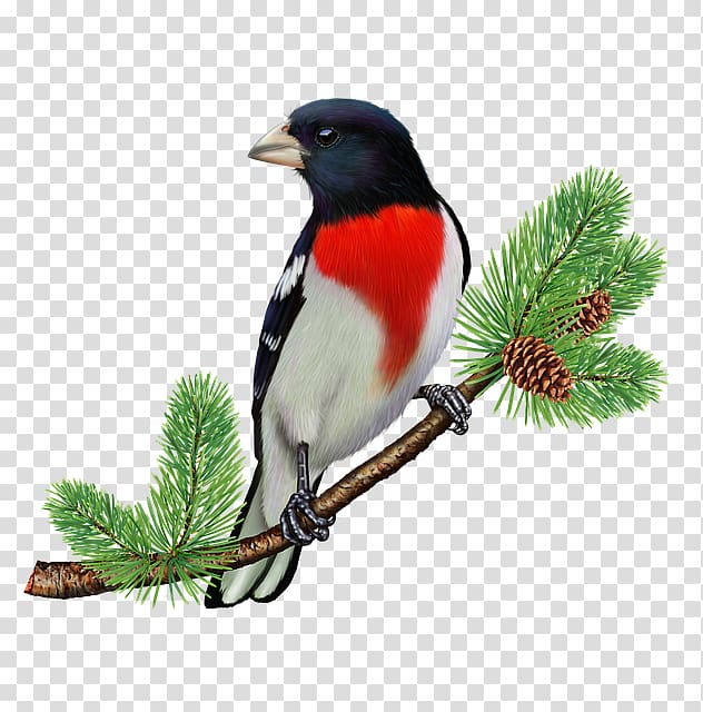 Finches Songbird Parrot Rose-breasted grosbeak, Bird transparent background PNG clipart
