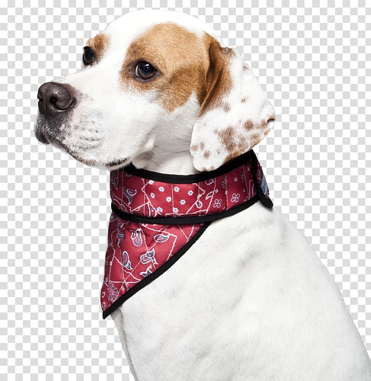 Treeing Walker Coonhound Beagle Black and Tan Coonhound Dog collar, red collar dog transparent background PNG clipart
