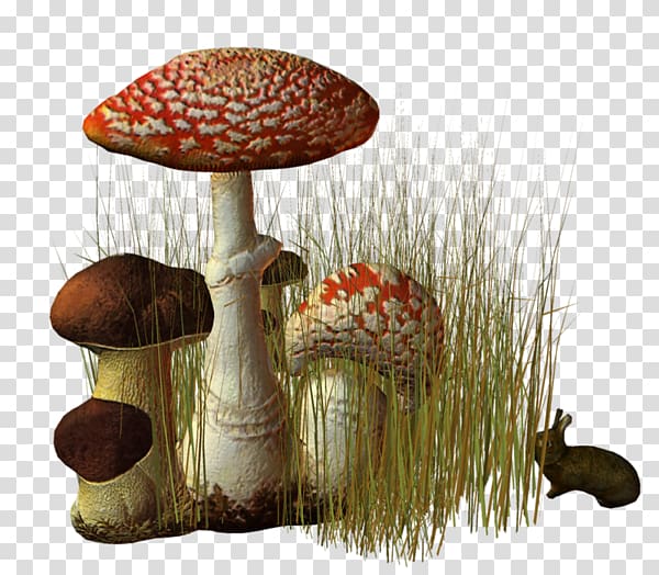 Fungus Edible mushroom Pleurotus eryngii Agaric, mushroom transparent background PNG clipart