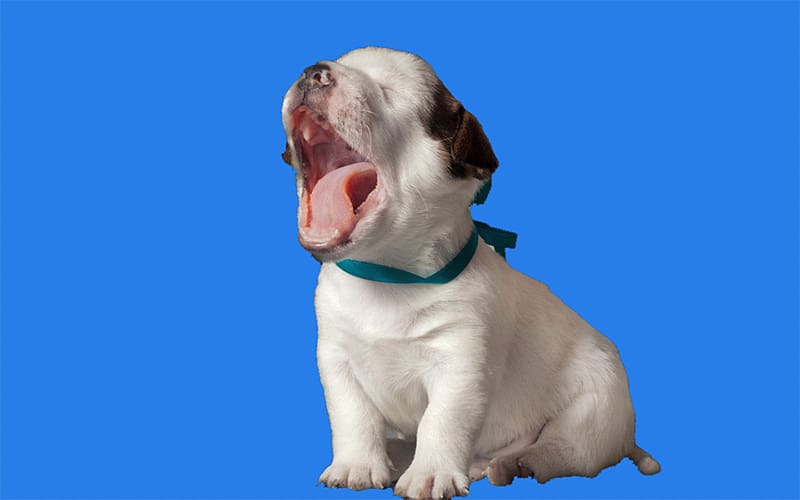 Puppy Night Humour, Sleepy puppy transparent background PNG clipart