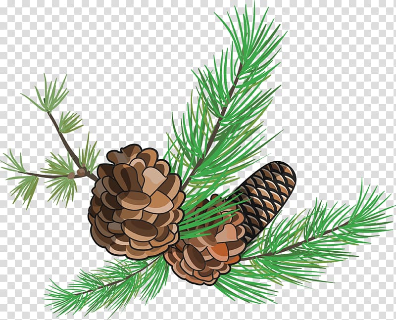 Pine Fir Spruce Conifer cone, pine cone transparent background PNG clipart