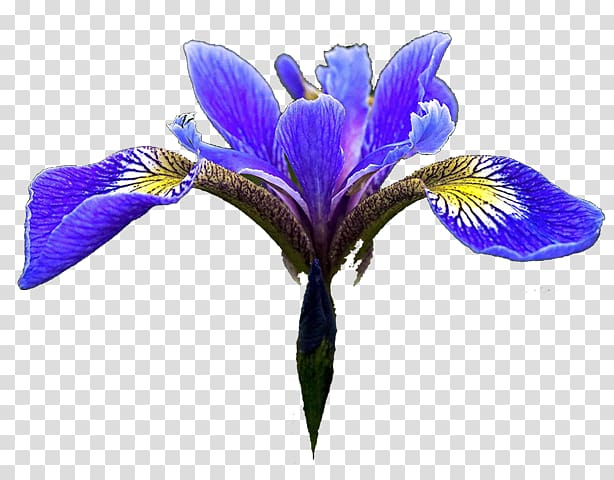 Northern blue flag Iris flower data set , flower transparent background PNG clipart