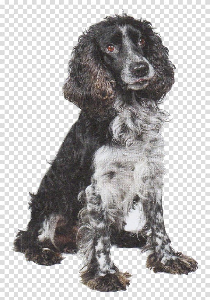 Field Spaniel English Springer Spaniel American Cocker Spaniel English Cocker Spaniel Russian Spaniel, others transparent background PNG clipart