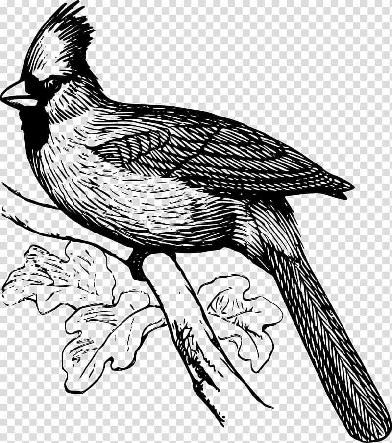 Line art Drawing Northern cardinal , feather transparent background PNG clipart