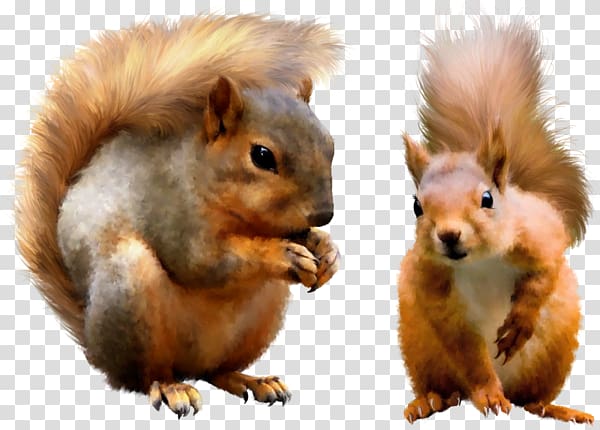 Squirrel transparent background PNG clipart