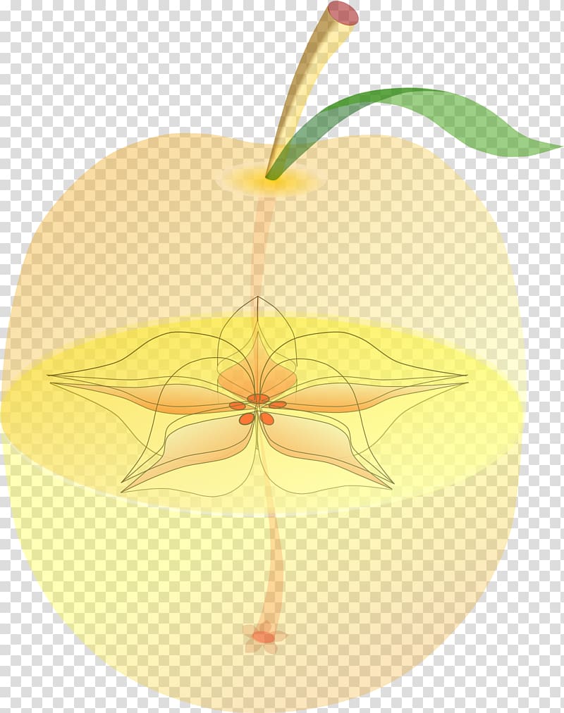 Apple , anatomy transparent background PNG clipart