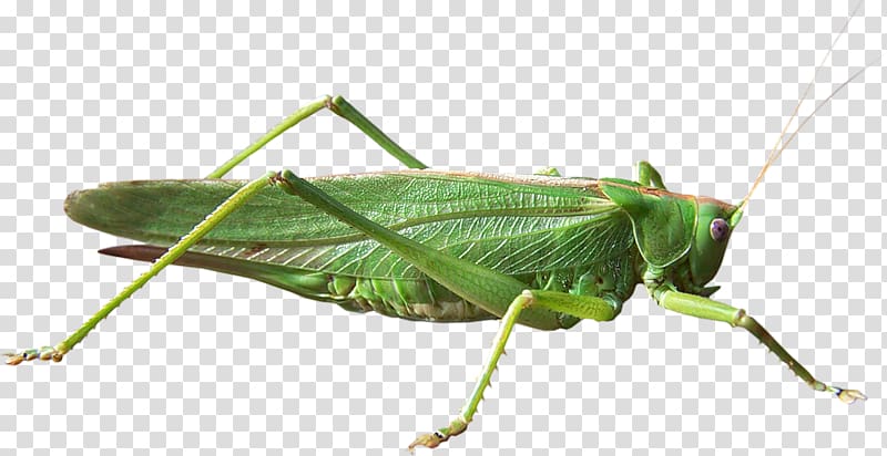 Grasshopper Locust Cricket , locust transparent background PNG clipart