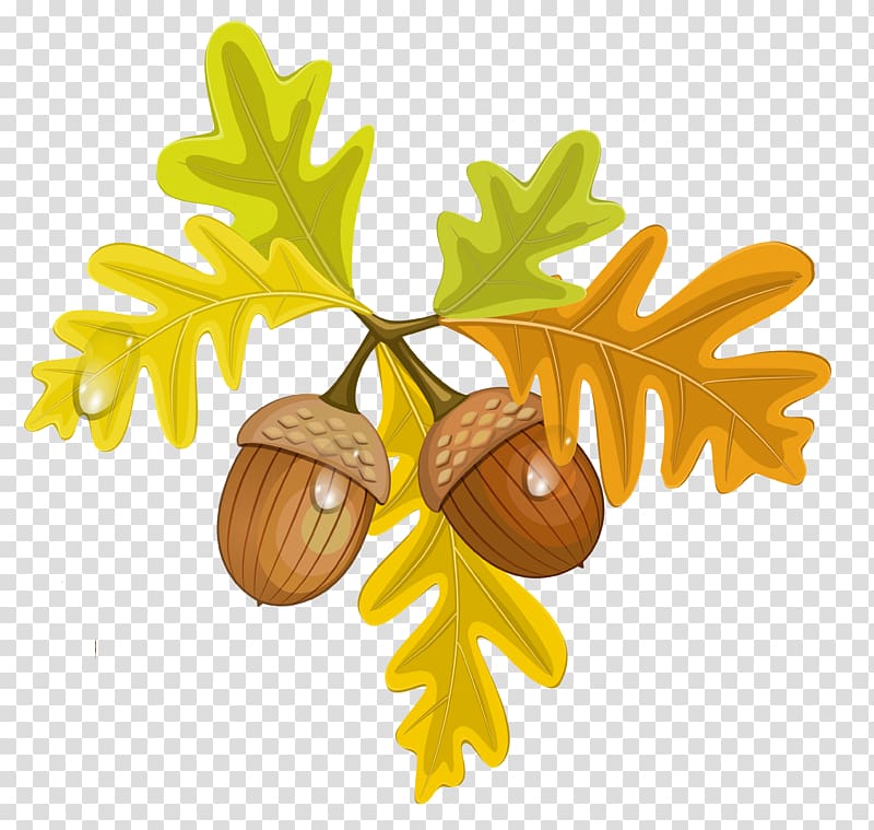 Acorn transparent background PNG clipart