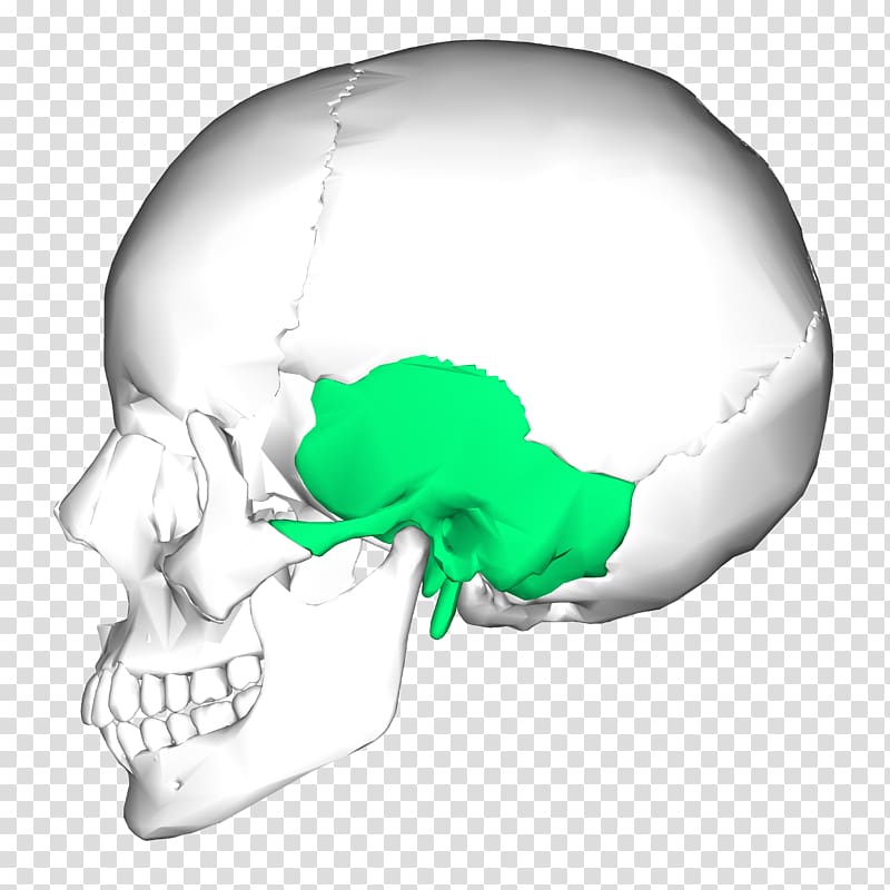 Temporal bone Occipital bone Skull Zygomatic bone, bones transparent background PNG clipart