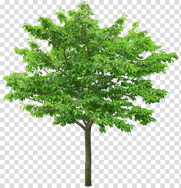 Tree , tree transparent background PNG clipart