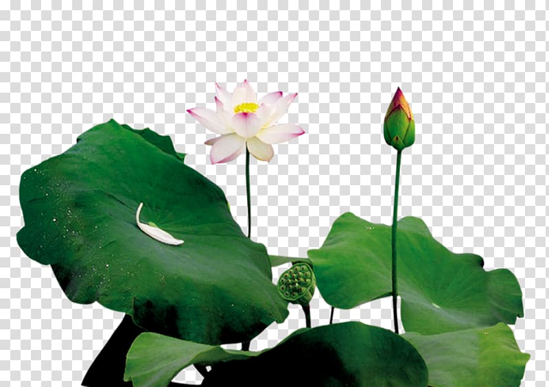 Lotus Pond Leaf Bud, Lotus and bud transparent background PNG clipart