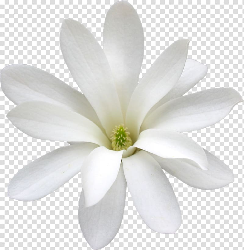 Cape jasmine White Arabian jasmine Flower Petal, flower transparent background PNG clipart