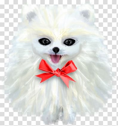 German Spitz Klein Pomeranian Japanese Spitz Volpino, puppy transparent background PNG clipart