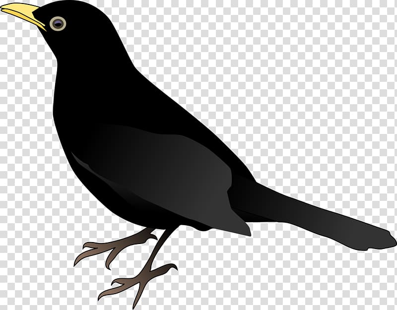 Common blackbird Crows , crow transparent background PNG clipart